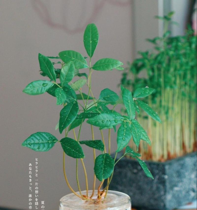 用桂圆籽打造迷你盆栽的艺术（创意植物养护指南，打造独一无二的家居装饰）-第3张图片-绿意生活