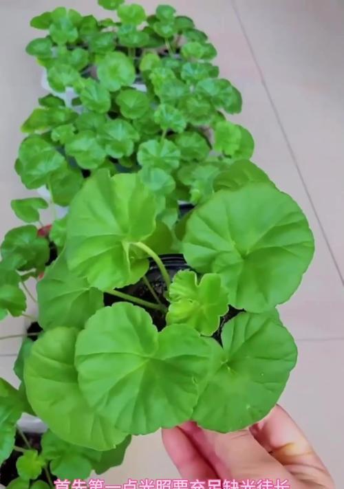 秋天怎么养护天竹葵（关注根系健康，打造美丽花园）-第1张图片-绿意生活