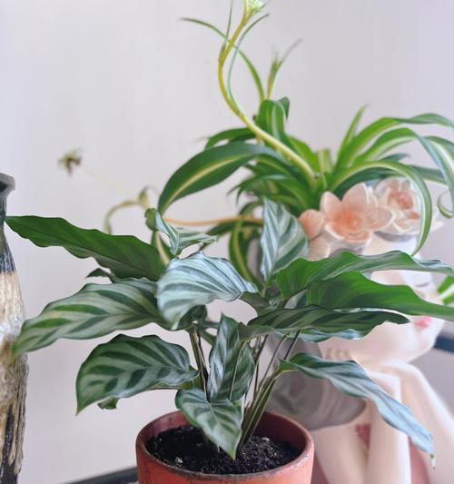 以圆叶竹芋的繁殖技巧（从根茎分割到叶片扦插，轻松掌握关键步骤）-第2张图片-绿意生活