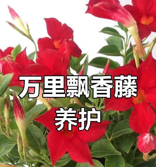 冬天飘香藤的养护秘籍（打造迷人的冬日花园，轻松养护冬天飘香藤）-第3张图片-绿意生活