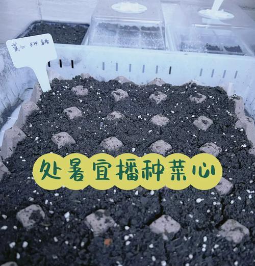 菊花菜的最佳播种时间与技巧（打造最佳的菊花菜种植环境，增加收成与品质）-第2张图片-绿意生活