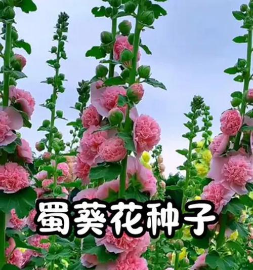 种植花草种子的步骤与技巧（从花草种子到绚丽花海，你需要了解的全部知识）-第1张图片-绿意生活