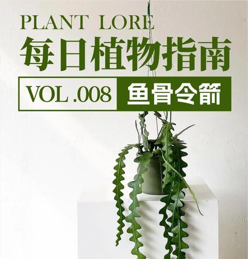 盆栽令箭的养殖方法（从选择到繁殖，轻松打造美丽盆景）-第1张图片-绿意生活
