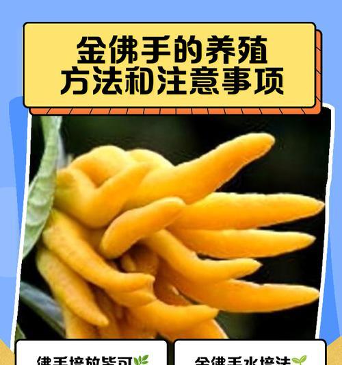 冬天如何养殖千佛手？-第1张图片-绿意生活