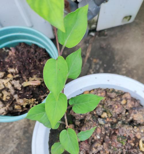 解决植物过长问题的有效方法（控制生长，维持植物健康的关键）-第2张图片-绿意生活