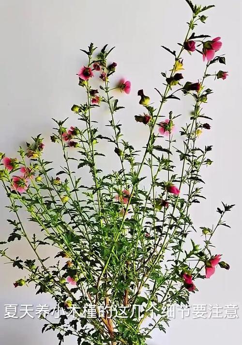 盆栽木槿花的养殖技巧（打造花园中的精美盆栽——木槿花）-第3张图片-绿意生活