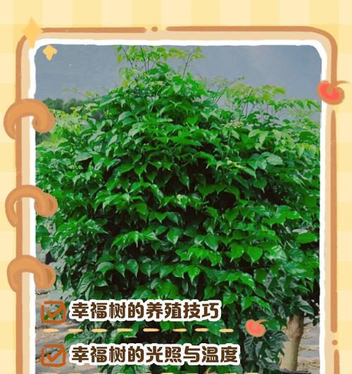 幸福树的养殖方法详解（打造幸福家园的秘密武器）-第1张图片-绿意生活