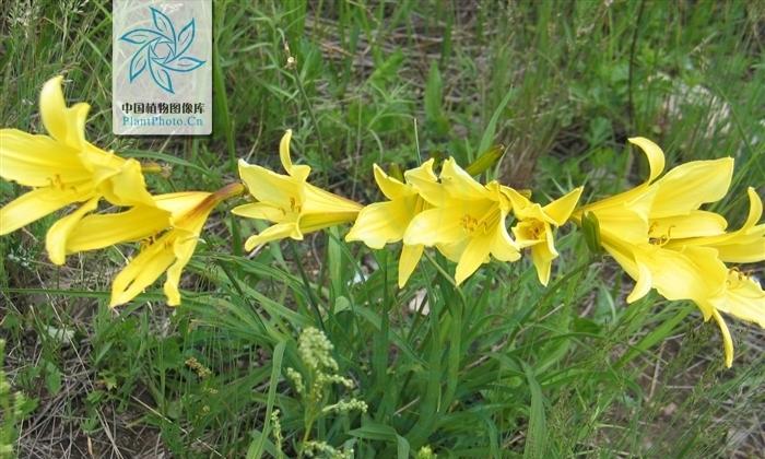 探秘黄花菜——一种美味又营养的植物（了解黄花菜的种类、生长环境、食用方法和药用功效）-第3张图片-绿意生活