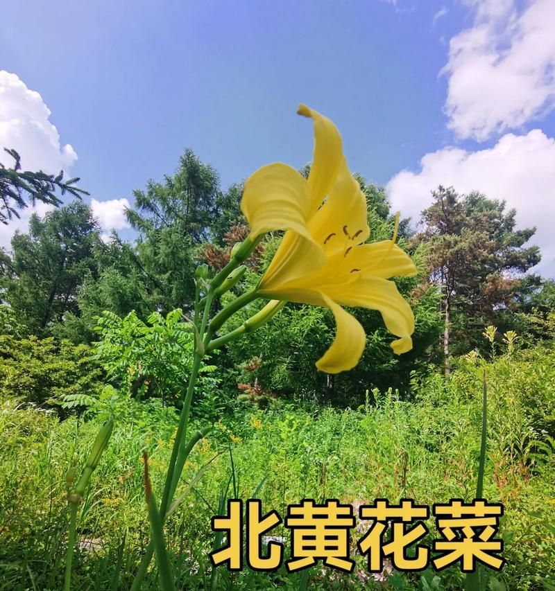 探秘黄花菜——一种美味又营养的植物（了解黄花菜的种类、生长环境、食用方法和药用功效）-第1张图片-绿意生活