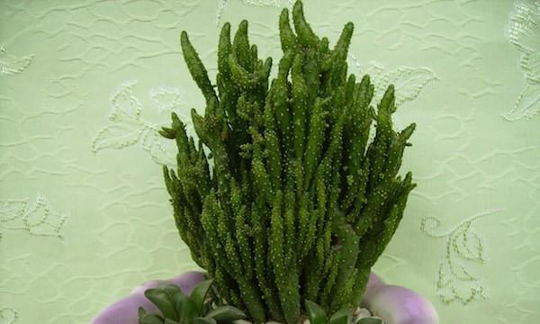 多肉姬珊瑚养殖全攻略（打造美丽庭院的必备植物——多肉姬珊瑚）-第2张图片-绿意生活