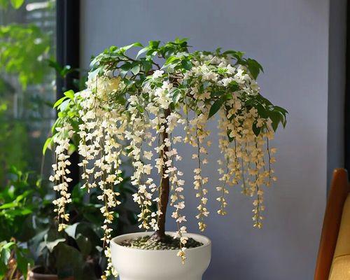 茉莉盆景的养殖方法（简单易行的茉莉盆景养护指南）-第1张图片-绿意生活