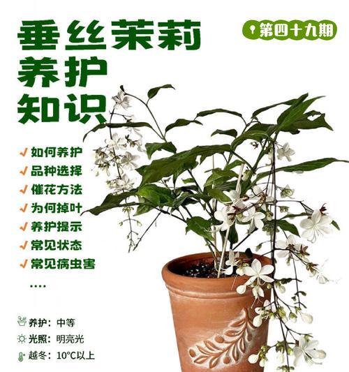 茉莉盆景的养殖方法（简单易行的茉莉盆景养护指南）-第2张图片-绿意生活