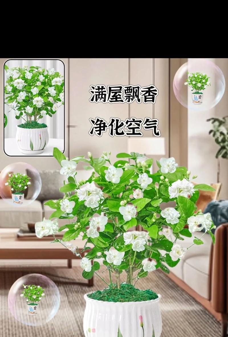茉莉盆景的养殖方法（简单易行的茉莉盆景养护指南）-第3张图片-绿意生活