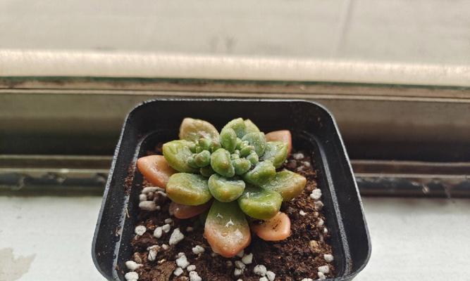 天使之泪的养护之道（探秘天使之泪养护方法，让其持久鲜活）-第2张图片-绿意生活