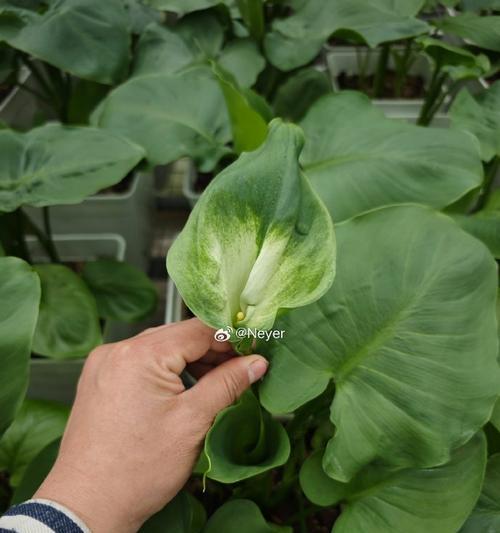 如何正确养护鲜切花马蹄莲（技巧、方法、注意事项等全方位指南）-第3张图片-绿意生活