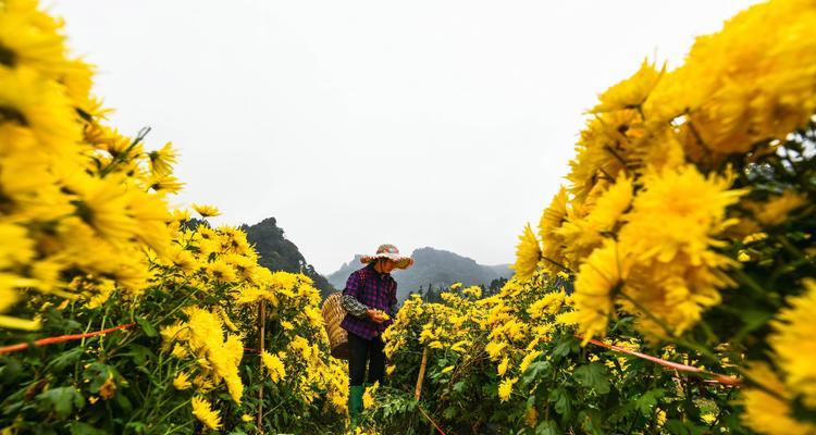盆景菊花种植技巧（培育健康盆景菊花的关键步骤及方法）-第3张图片-绿意生活