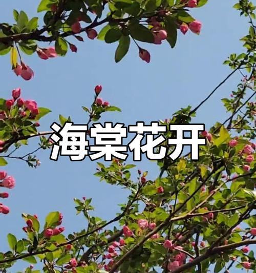 海棠为何喜欢阳光（探秘海棠爱晒太阳的原因）-第3张图片-绿意生活