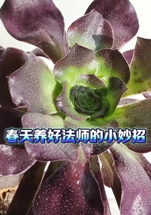 法师的养殖方法与技巧（探索法师的培育之道，助你成为优秀的法师）-第1张图片-绿意生活