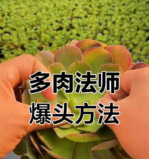 法师的养殖方法与技巧（探索法师的培育之道，助你成为优秀的法师）-第3张图片-绿意生活