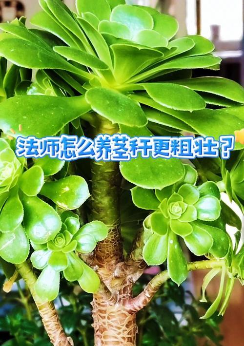 法师的养殖方法与技巧（探索法师的培育之道，助你成为优秀的法师）-第2张图片-绿意生活