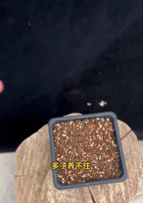 金钱树的繁殖技巧（解密金钱树的生命周期，助您成功繁殖金钱树）-第1张图片-绿意生活