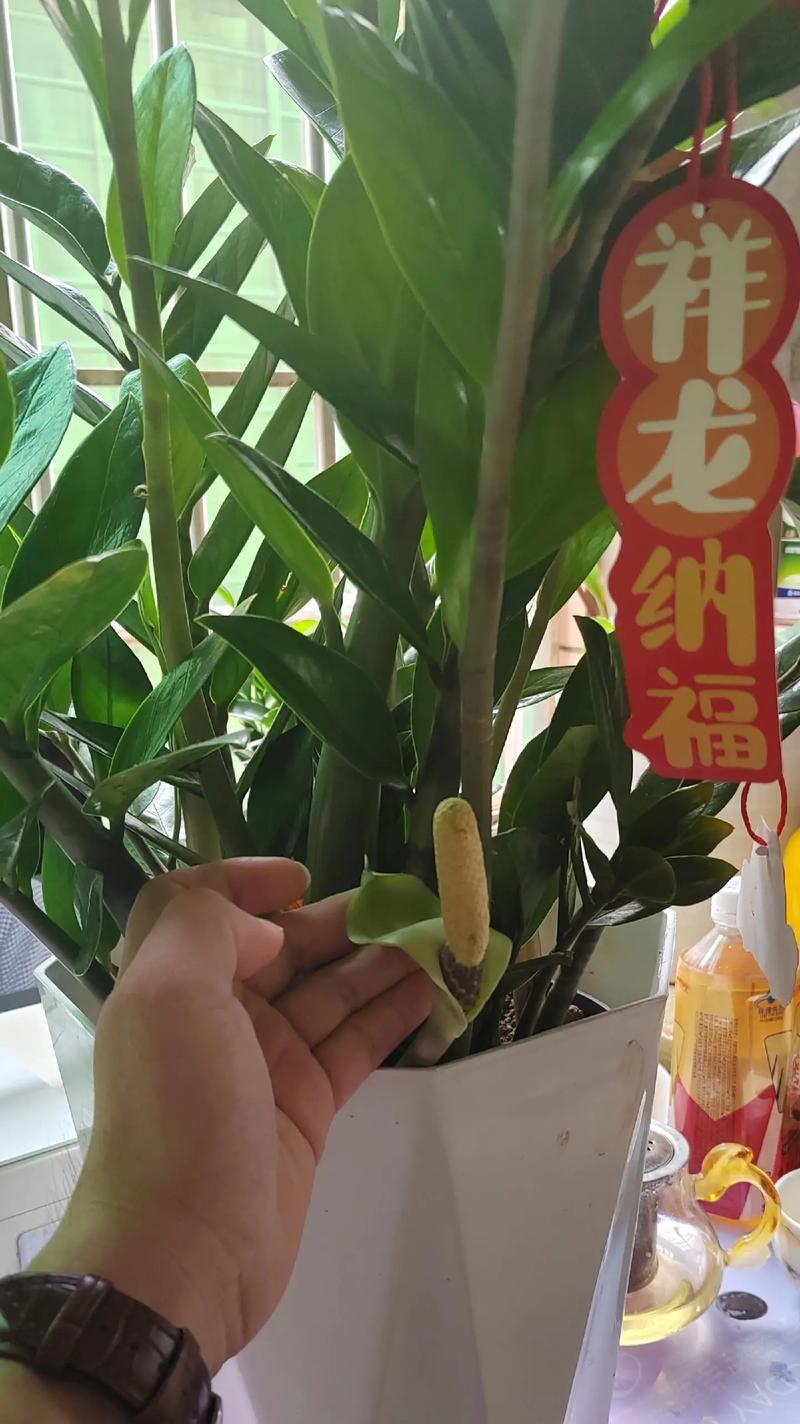 金钱树的繁殖技巧（解密金钱树的生命周期，助您成功繁殖金钱树）-第2张图片-绿意生活