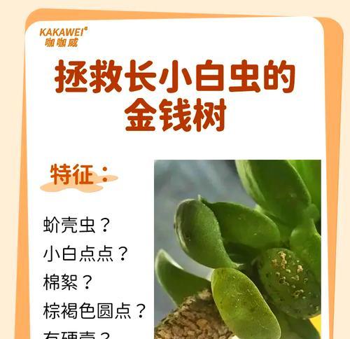 金钱树的繁殖技巧（解密金钱树的生命周期，助您成功繁殖金钱树）-第3张图片-绿意生活