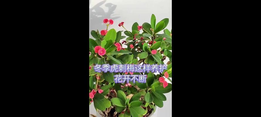 虎刺梅的养殖方法和注意事项（打造盆栽王者，从虎刺梅开始）-第1张图片-绿意生活