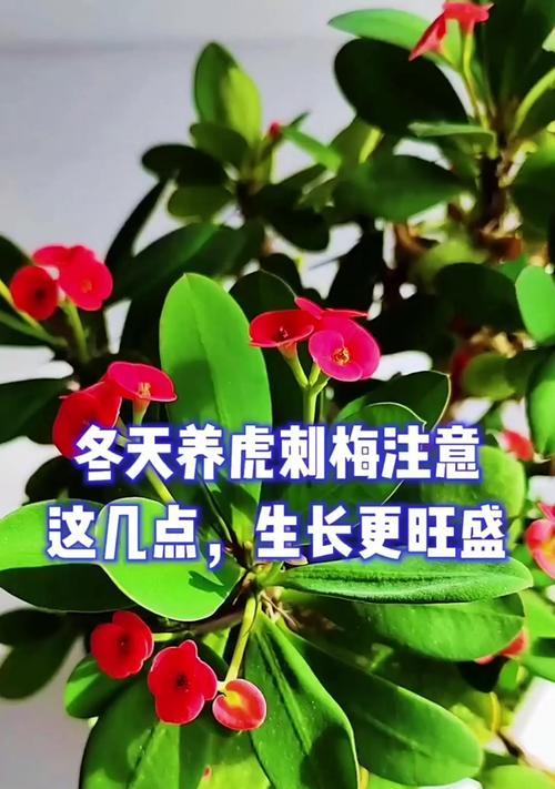 虎刺梅的养殖方法和注意事项（打造盆栽王者，从虎刺梅开始）-第3张图片-绿意生活