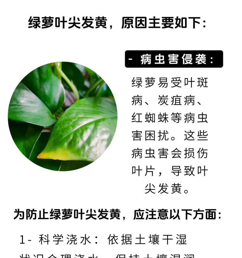 绿萝枯叶治疗方法与护理技巧（恢复绿萝健康的关键在于正确的护理和保养）-第3张图片-绿意生活