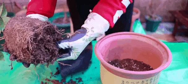 绿山茶花的种植技巧与养护方法（探索绿山茶花的美丽世界，让您的庭院绽放色彩缤纷的花海）-第1张图片-绿意生活