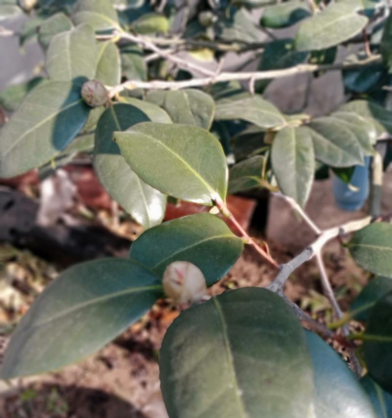绿山茶花的种植技巧与养护方法（探索绿山茶花的美丽世界，让您的庭院绽放色彩缤纷的花海）-第3张图片-绿意生活