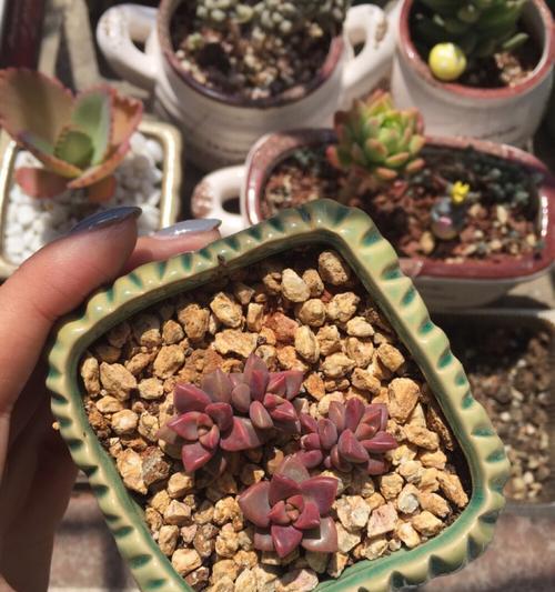 以姬胧月怎么叶插与注意事项（一步步教你如何成功进行以姬胧月的叶插，并注意要点）-第3张图片-绿意生活