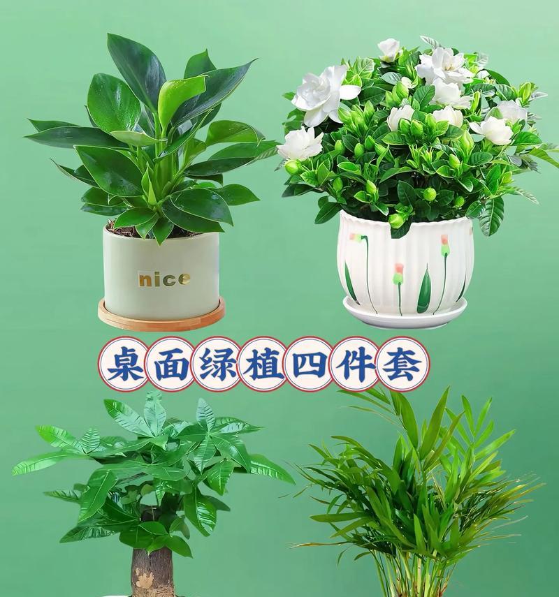 以水培步步高的养殖技巧（轻松掌握水培步步高的养殖要点）-第1张图片-绿意生活