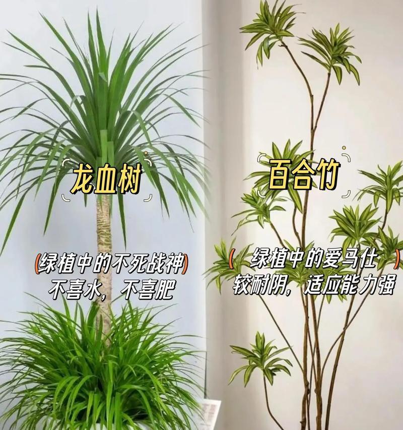以水培步步高的养殖技巧（轻松掌握水培步步高的养殖要点）-第2张图片-绿意生活