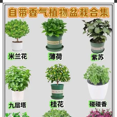以水培步步高的养殖技巧（轻松掌握水培步步高的养殖要点）-第3张图片-绿意生活