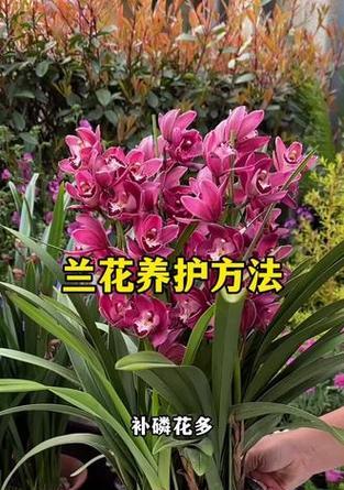 兰花的养护技巧（让你的兰花长势旺盛的关键）-第2张图片-绿意生活