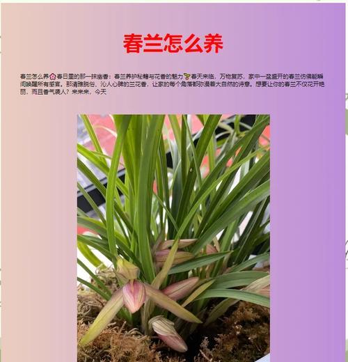兰花的养护技巧（让你的兰花长势旺盛的关键）-第3张图片-绿意生活