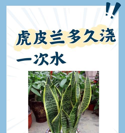 繁殖矮虎皮兰的技巧与方法（探索矮虎皮兰繁殖的奥秘，助你成功种植！）-第1张图片-绿意生活