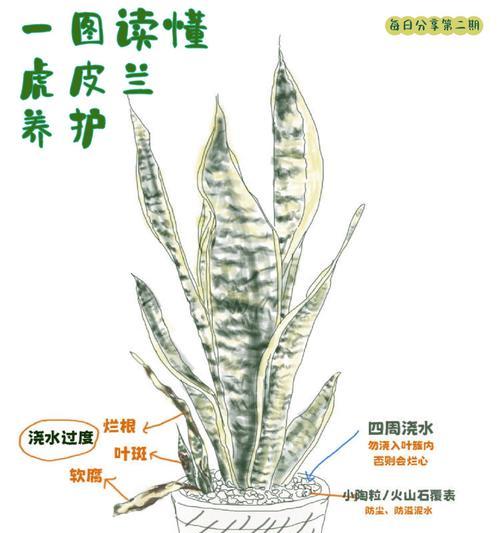 繁殖矮虎皮兰的技巧与方法（探索矮虎皮兰繁殖的奥秘，助你成功种植！）-第2张图片-绿意生活
