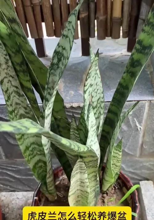 繁殖矮虎皮兰的技巧与方法（探索矮虎皮兰繁殖的奥秘，助你成功种植！）-第3张图片-绿意生活