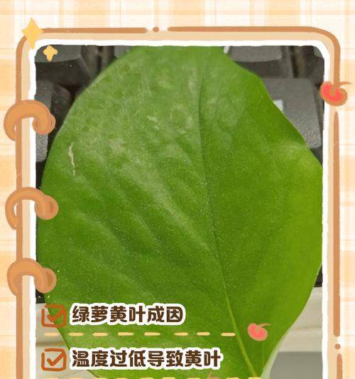 绿萝安全过冬的方法（保持适宜温度湿度，让绿萝度过寒冷的冬天）-第1张图片-绿意生活