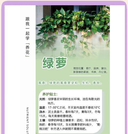 绿萝安全过冬的方法（保持适宜温度湿度，让绿萝度过寒冷的冬天）-第3张图片-绿意生活