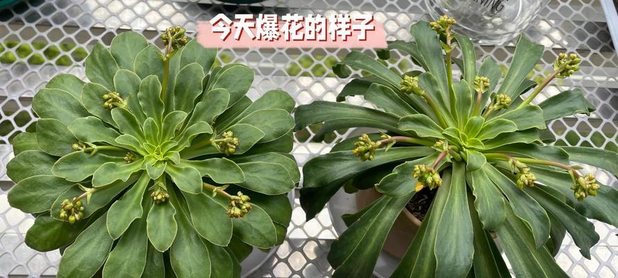 以露微花怎么养护？（关键步骤、技巧和注意事项。）-第1张图片-绿意生活
