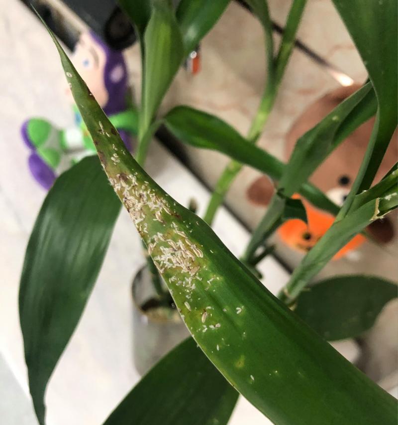 水养富贵竹叶子发黄原因及解决方法（如何让富贵竹恢复翠绿？）-第3张图片-绿意生活