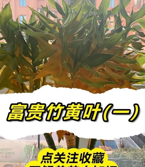 水养富贵竹叶子发黄原因及解决方法（如何让富贵竹恢复翠绿？）-第2张图片-绿意生活
