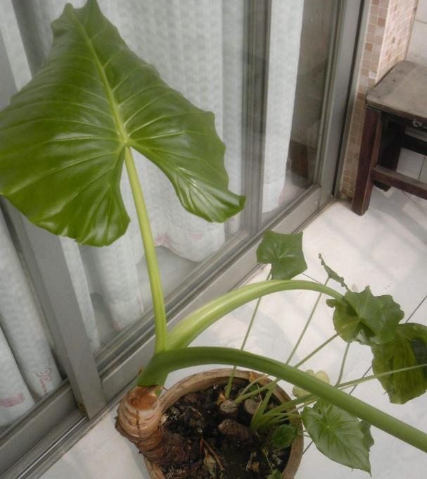 以秋天滴水观音怎么浇水（秋天养护滴水观音，关键在于适量浇水）-第3张图片-绿意生活