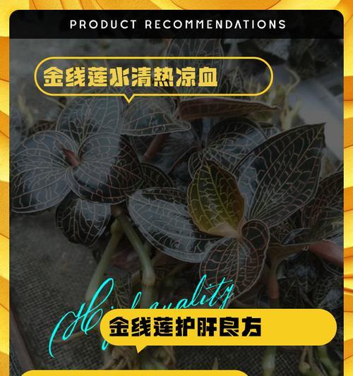 金线莲养护指南（打造美丽庭院的秘密之花——金线莲）-第1张图片-绿意生活