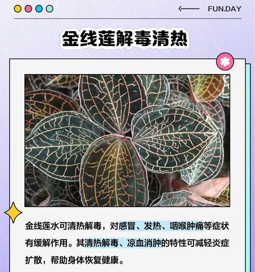 金线莲养护指南（打造美丽庭院的秘密之花——金线莲）-第3张图片-绿意生活