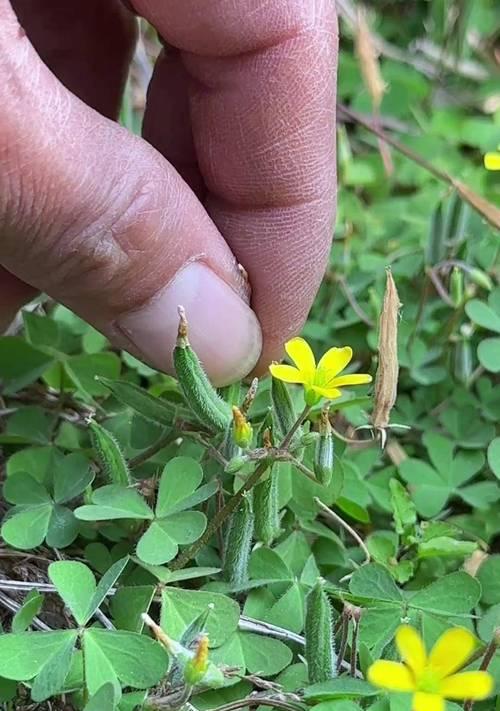 以红花酢浆草怎么种植（种植红花酢浆草的步骤与技巧）-第2张图片-绿意生活